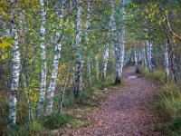 25 Birkenweg Kendlmühlfilzn - Grassau